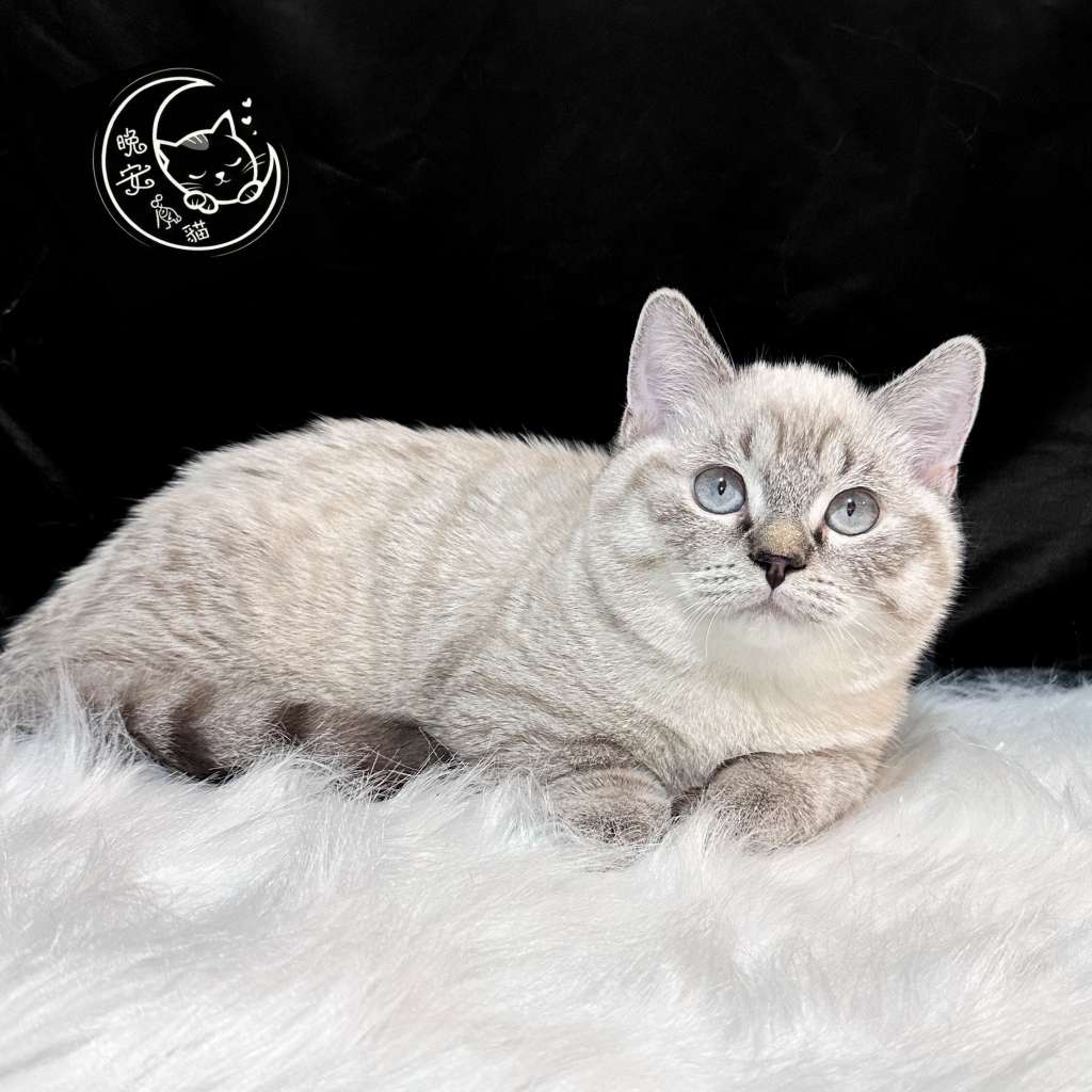 桃園貓舍推薦 - 山貓文曼赤肯 (曼赤肯/英短/無卡分期)