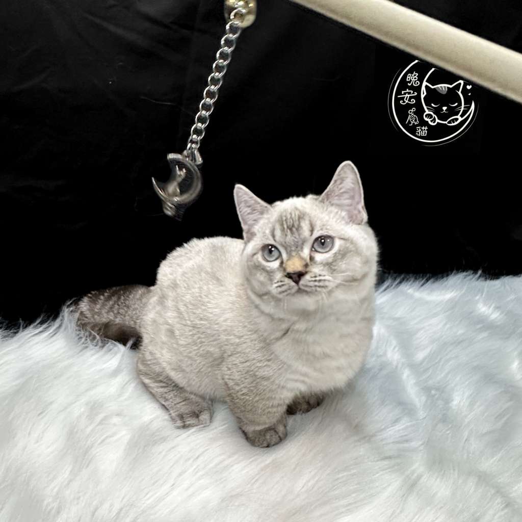 桃園貓舍推薦 - 山貓文重點色曼赤肯 (曼赤肯/英短/無卡分期)
